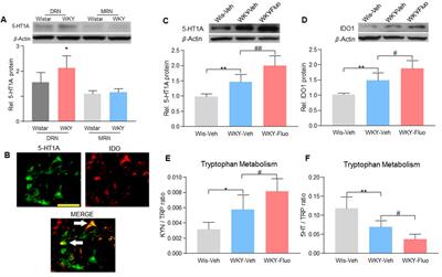 Role of 5-HT1A-mediated upregulation of brain indoleamine 2,3 dioxygenase 1 in the reduced antidepressant and antihyperalgesic effects of fluoxetine during maintenance treatment